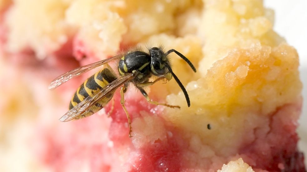 Im Spätsommer sind die Wespen besonders lästig, weil sie auf Suche nach süßer Nahrung sind. Foto: Jens Kalaene/dpa-Zentralbild/dpa