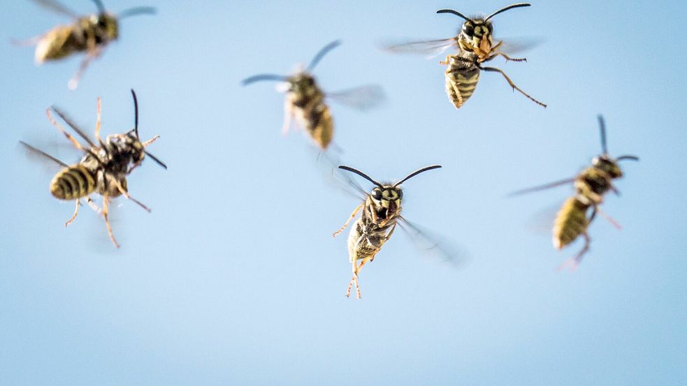 Das Herumschwirren der Wespen sei kein aggressives Verhalten, sagt die Expertin. Foto: picture alliance/dpa