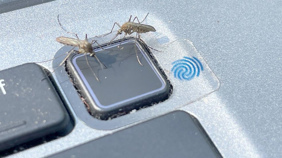 Hohe Insektendichte am Trimm-dich-Pfad: Meine Tastatur ist so schmierig, dass die Mücken sie für ein lebendiges Wesen halten. Foto: Daniel Benedict