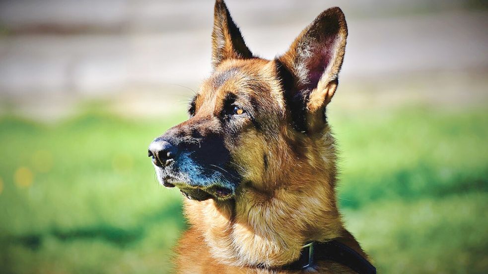 Ein Schäferhund hat am Donnerstag, 22. August 2024, einen Mann in den Fußknochen gebissen. Symbolfoto: Pixabay