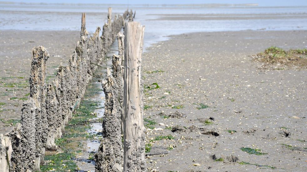 Ebbe am Strand von Harlesiel. So kann eine Auszeit vom Alltag aussehen: Bei einem Spaziergang im Watt kann die Seele baumeln – und die Augen können die maritime Flora und Fauna entdecken. Foto: Ullrich