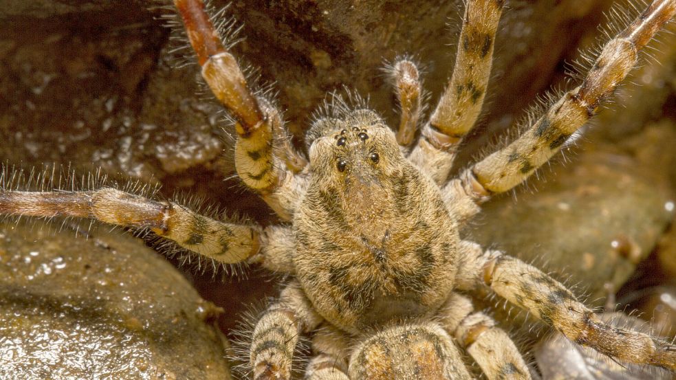 Die Nosferatu-Spinne wurde zuletzt häufiger in Deutschland entdeckt. Foto: Imago/agefotostock