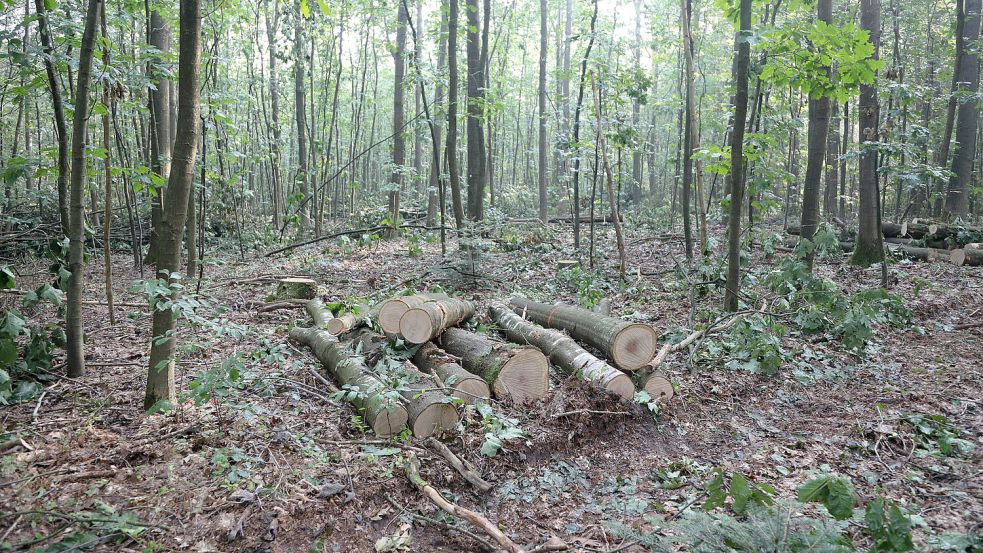 Ende August wurden Bäume im Wallinghausener Wald gefällt. Foto: Romuald Banik