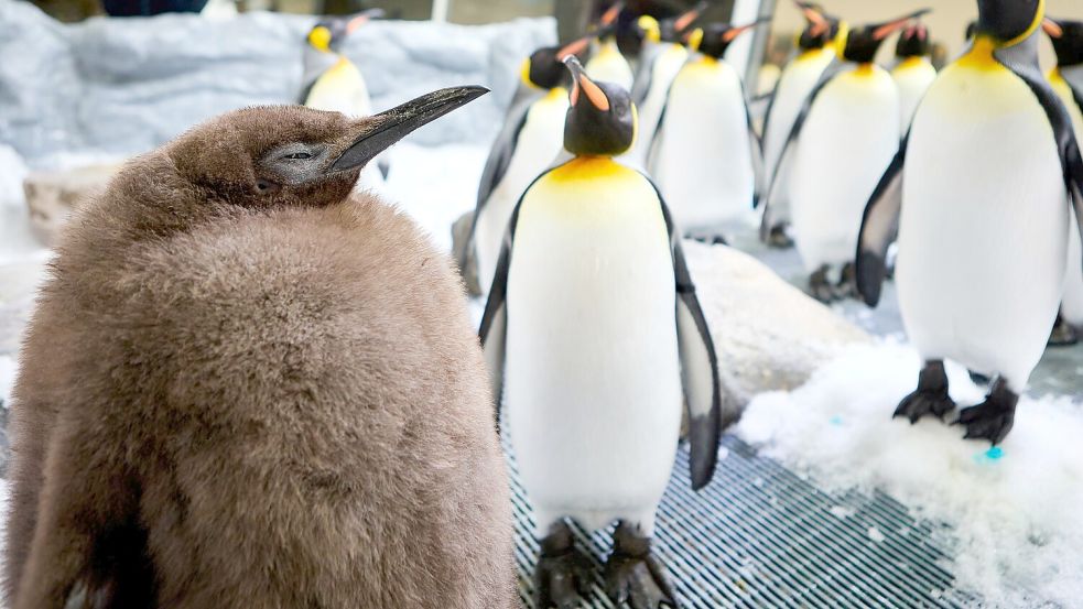 Mehr als 22 Kilo bringt Pesto bereits auf die Waage. Foto: Uncredited/SEA LIFE Melbourne/AP/dpa