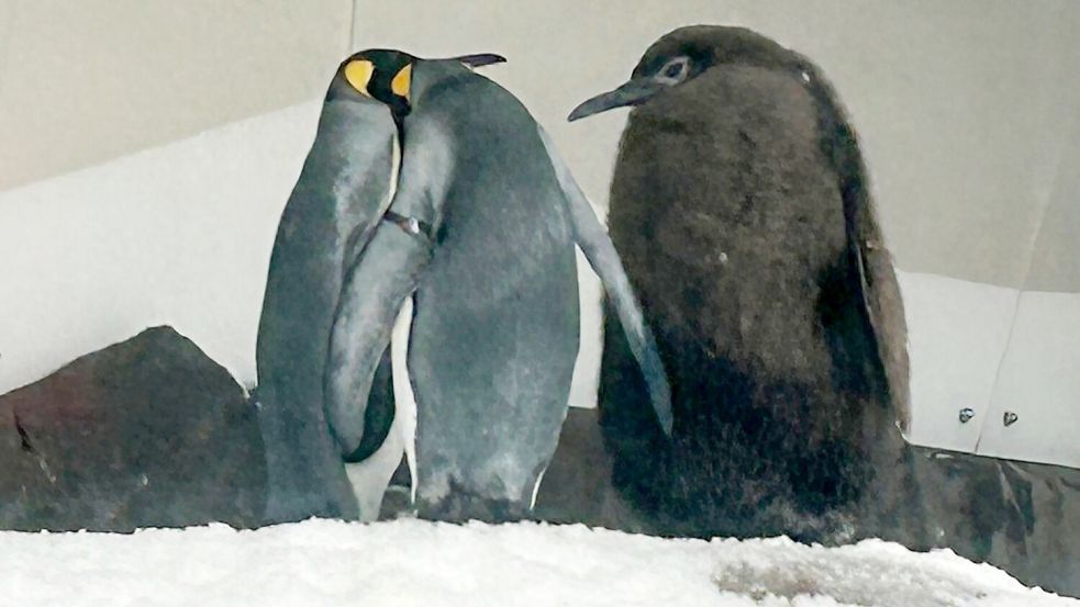 Schon als Baby überragt Königspinguin Pesto sämtliche Artgenossen. Foto: Rod McGuirk/AP/dpa