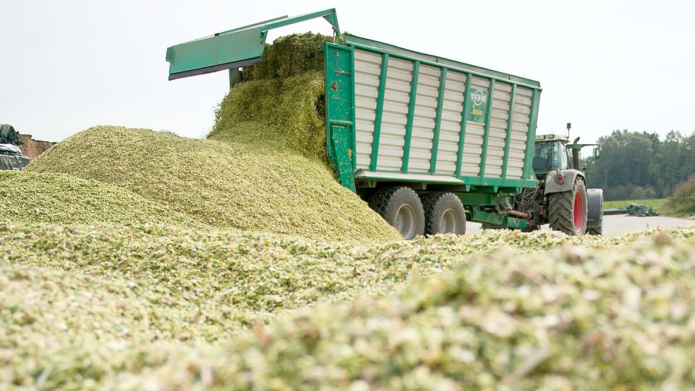 Frisch gehäckselter Mais wird von einem Traktor mit Ladewagen auf dem Gelände einer Biogasanlage in Niedersachsen abgeladen. Foto: DPA