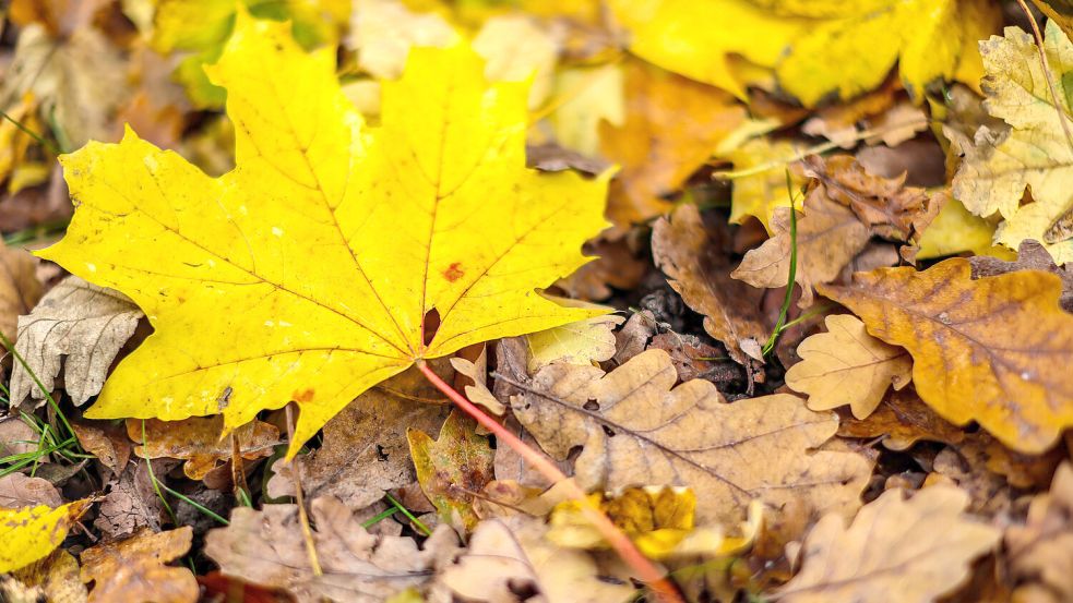 Buntes Herbstlaub von Ahorn und Eiche liegt auf einer Wiese. Foto: DPA