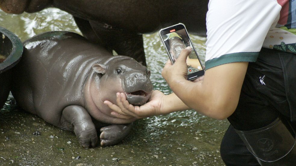 Das Zwergflusspferd „Moo Deng“ ist der neuste Internetstar. Foto: dpa/Carola Frentzen