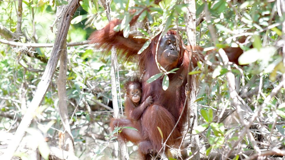 Orang-Utan-Weibchen Melata hatte sich zunächst um ihr Baby Dumel gekümmert, verschwand dann aber spurlos im Dschungel. Foto: Bos Foundation/dpa