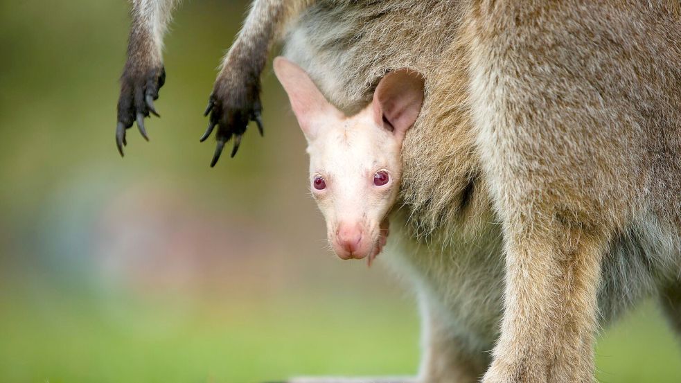 Olaf verzaubert Besucher des Tierparks südlich von Sydney. Foto: Symbio Wildlife Park/dpa