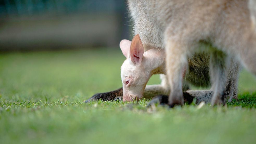 Erst mit sieben Monaten schauen Wallabys aus dem Beutel hervor. Foto: Symbio Wildlife Park/dpa