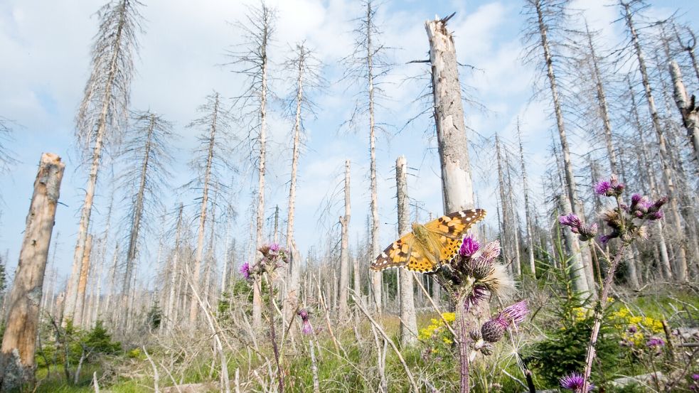 Laut der neuen Bundeswaldinventur sorgt der Klimawandel dafür, dass Wälder aktuell mehr CO₂ abgeben als sie speichern können. Doch es gibt auch gute Nachrichten. Foto: dpa/Julian Stratenschulte