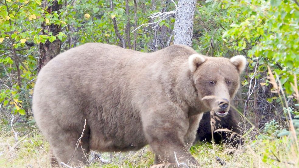 Über die Sommermonate konnte die Bärin Grazer viele Lachse fangen. Foto: M. Carenza/National Park Service via AP/dpa