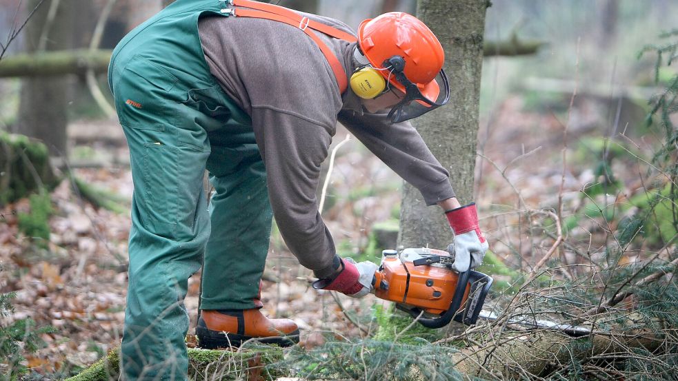 Ein Holzfäller arbeitet mit einer Motorsäge an einem Baum. Foto: Karl-Josef Hildenbrand/DPA