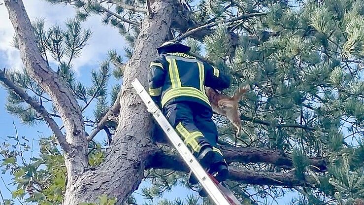 Kater Tiger hatte laut Feuerwehr ganz brav und kooperativ auf den Moment seiner Rettung gewartet. Foto: Feuerwehr Norden