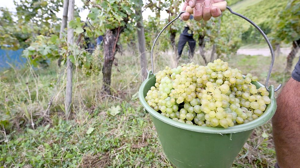 Die Weinernte 2024 fällt voraussichtlich fast fünf Prozent geringer aus als im Vorjahr. (Archivbild) Foto: Bernd Weißbrod/dpa