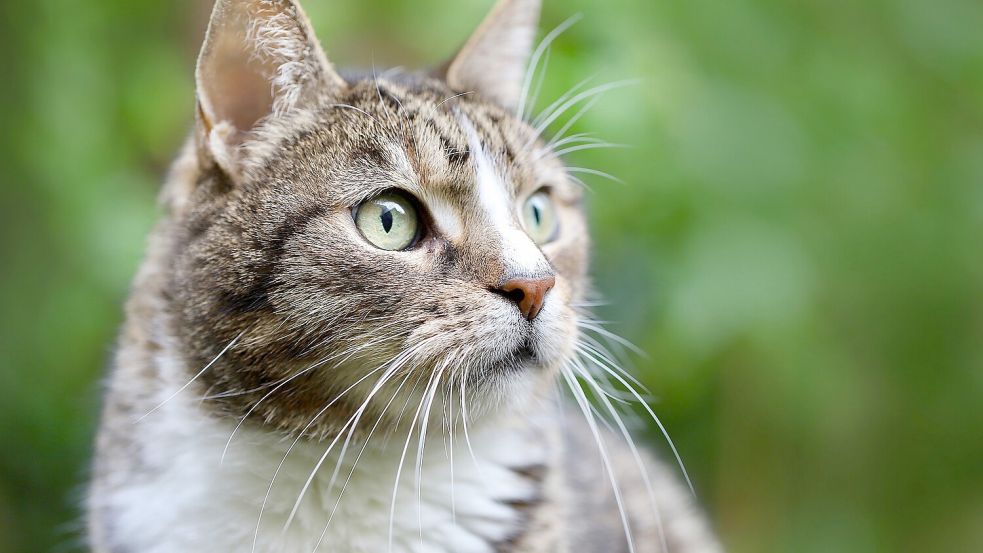 Wildlebende Katzen sind oft scheu und lassen sich nicht einfangen. Sie vermehren sich unkontrolliert weiter. Foto: Pixabay