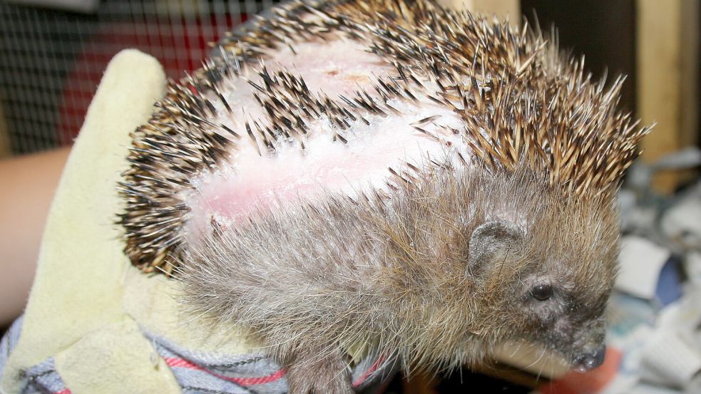 Igel und andere Tiere können durch Mähroboter verletzt oder sogar getötet werden. Foto: DPA