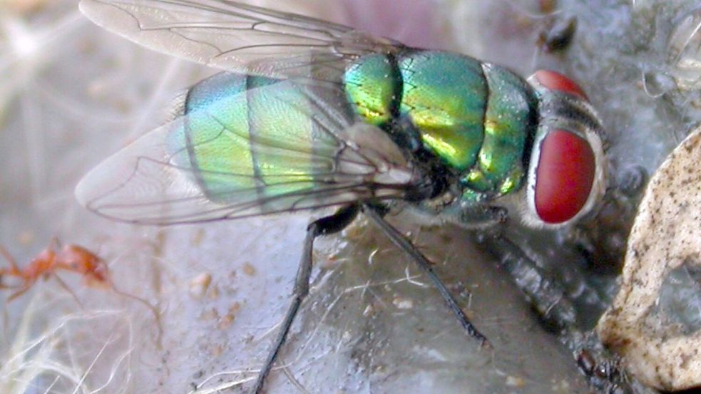 Diese Schmeißfliege könnte die Verbrechensbekämpfung erschweren. Foto: Krzysztof Szpila/Universität Toruń/dpa