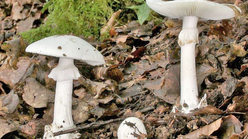 In Essen werden drei Kinder wegen lebensgefährlicher Vergiftung nach Knollenblätterpilz-Verzehr behandelt (Foto Archiv) Foto: Rainer Wald/Deutsche Gesellschaft für Mykologie e.V./dpa