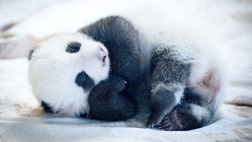 Knapp zwei Monate sind die Panda-Babys alt - und mittlerweile können sie auch die Augen öffnen. (Archivbild) Foto: Bernd von Jutrczenka/dpa