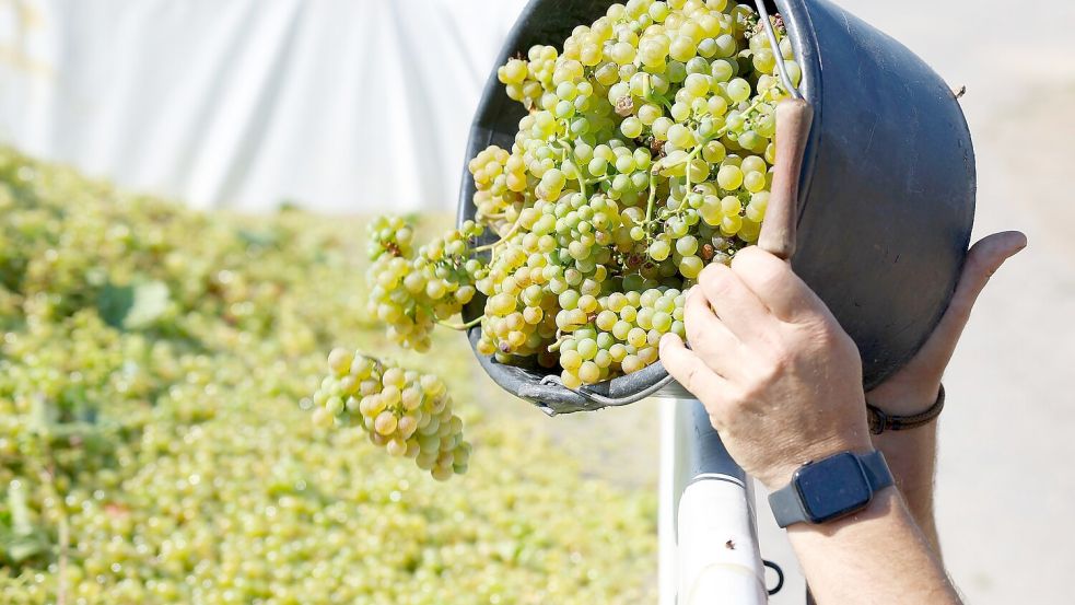 Der Weinbau ist in der Krise. (Archivbild) Foto: Heiko Becker/dpa