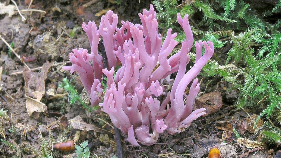 Die Amethystfarbene Wiesenkoralle ist hübsch anzusehen - essbar ist sie nicht. Foto: Matthias Theiss