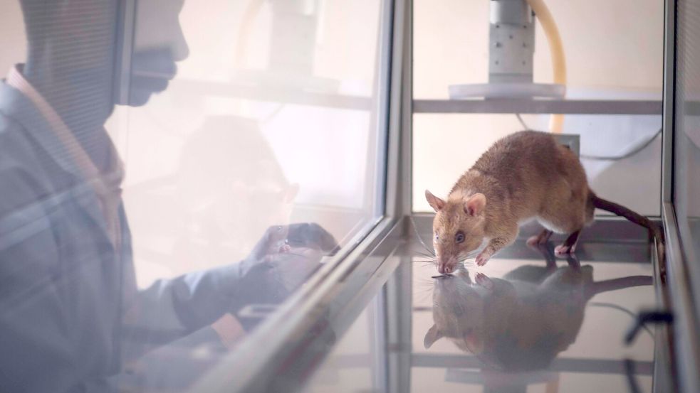 Acht der elf getesteten Ratten waren am Ende in der Lage, vier häufig geschmuggelte Arten zu identifizieren. Foto: Apopo/dpa