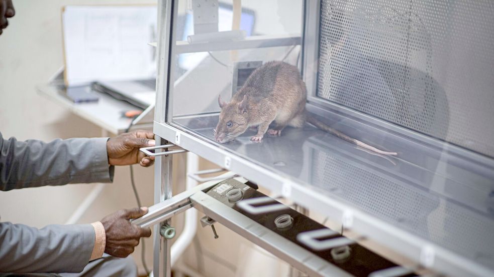 Die Ratten verursachen nur geringe Kosten und haben eine lange Lebensdauer. Foto: Apopo/dpa