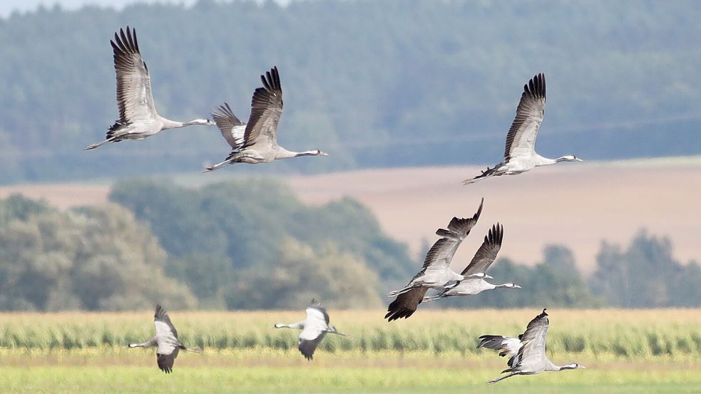 Zugvögel auf Reisen: Wildgänse auf ihrem Weg in Richtung Süden. Foto: dpa-Zentralbild/Danny Gohlke