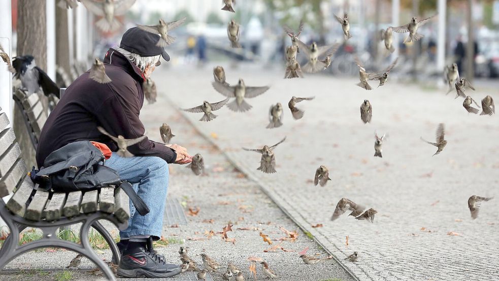 Senioren-Spatzen sind wie viele ältere Menschen mit zunehmendem Alter weniger geneigt, neue Freunde zu finden. (Archivbild) Foto: picture alliance / dpa