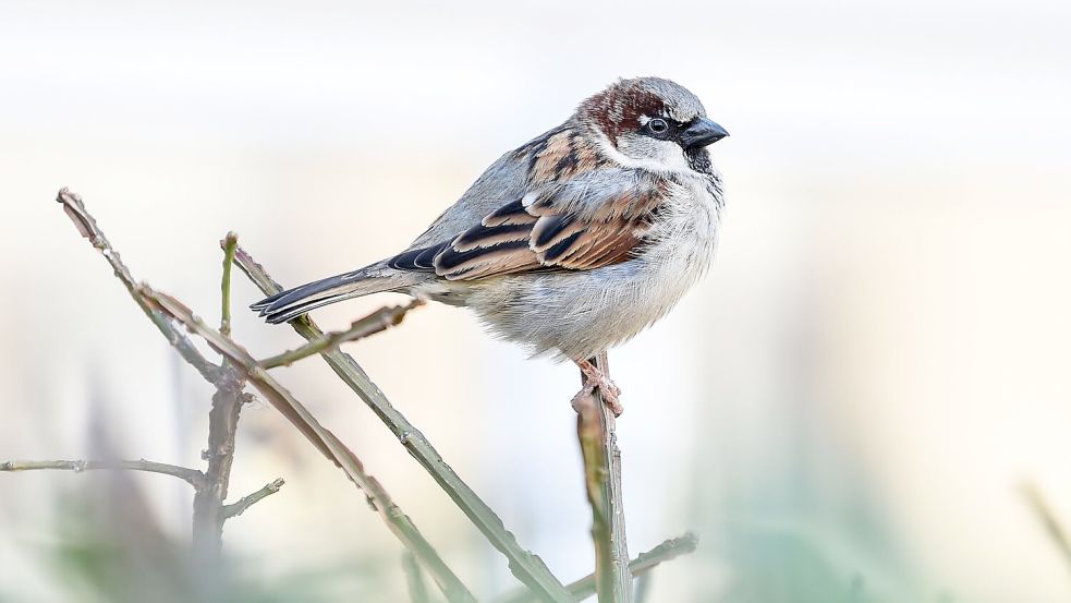 Bei Spatzen lassen sich junge kaum von älteren unterscheiden, da die kleinen Vögel weder graue Feder noch Falten bekommen. (Archivbild) Foto: Kira Hofmann/dpa-Zentralbild/dpa