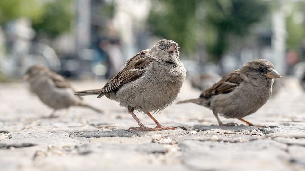 Das Knüpfen von Freundschaften verschafft jungen Spatzen einen evolutionären Vorteil. (Archivbild) Foto: Paul Zinken/dpa-Zentralbild/dpa