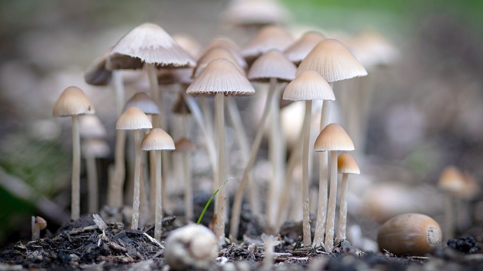 Mit seinem Leserfoto „Herbstzeit ist Pilzzeit“ sicherte sich der Auricher Boris Weigl den Titel im Oktober.