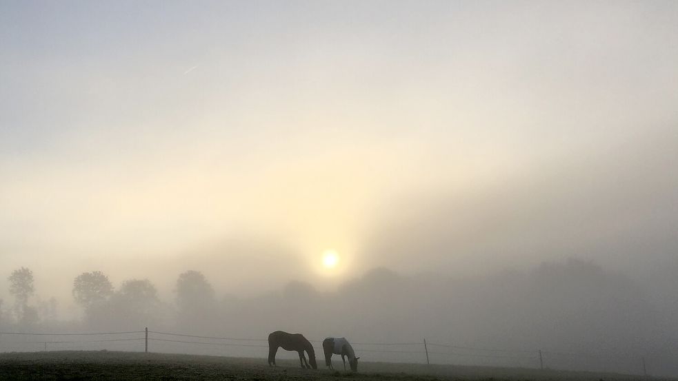 Zwei Pferde stehen vor der aufgehenden Sonne im Morgennebel. Das trübe Wetter bleibt uns erst einmal erhalten. Foto: dpa/Bernd Thissen