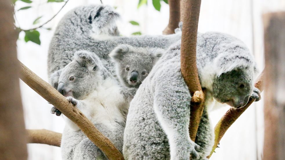 Der Duisburger Zoo ist europaweit Spezialist für die aufwendige Zucht und Zoo-Haltung der Koalas. (Archivbild) Foto: Roland Weihrauch/dpa