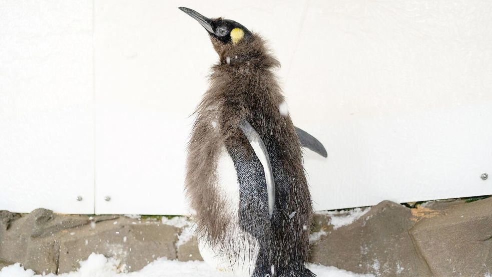 Während der Mauser verlieren Pinguine viel Gewicht. Foto: -/Sea Life Melbourne Aquarium/dpa