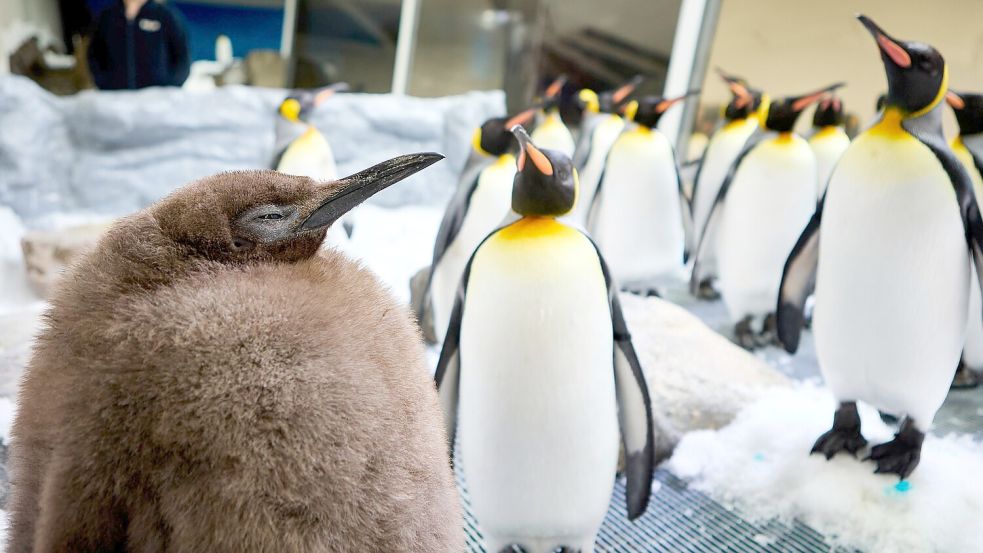 Der kugelrunde Pesto war schnell zum Social-Media-Star avanciert. Foto: Uncredited/SEA LIFE Melbourne/AP/dpa