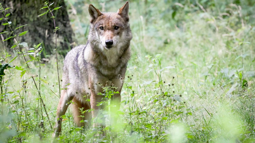 Ein weiblicher Wolf steht in einem Gehege eines Tierparks. Foto: DPA