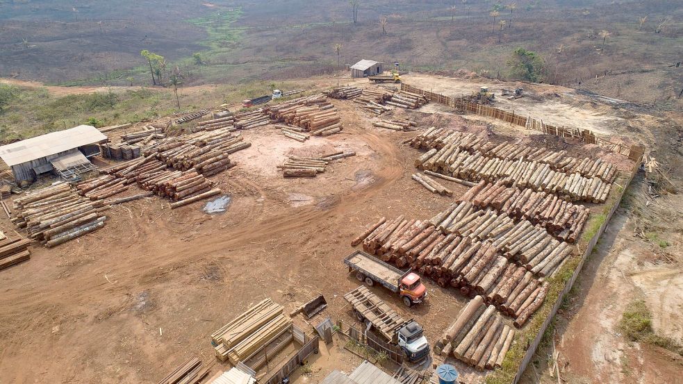 Für viele in der EU verkaufte Produkte soll künftig kein Regenwald mehr abgeholzt werden - das Gesetz dazu wird aber vermutlich verschoben. (Archivbild) Foto: Andre Penner/AP/dpa