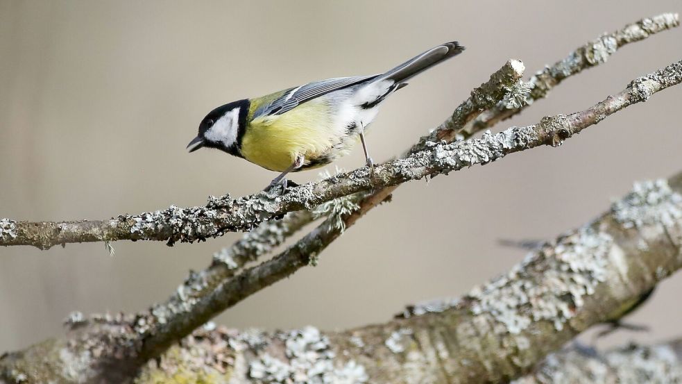 Bei Kohlmeisen kommt es immer wieder zu kleineren Wanderungen. Dann müssen sich die Vögel in neuen Umgebungen zurechtfinden. (Archivbild) Foto: Thomas Warnack/dpa