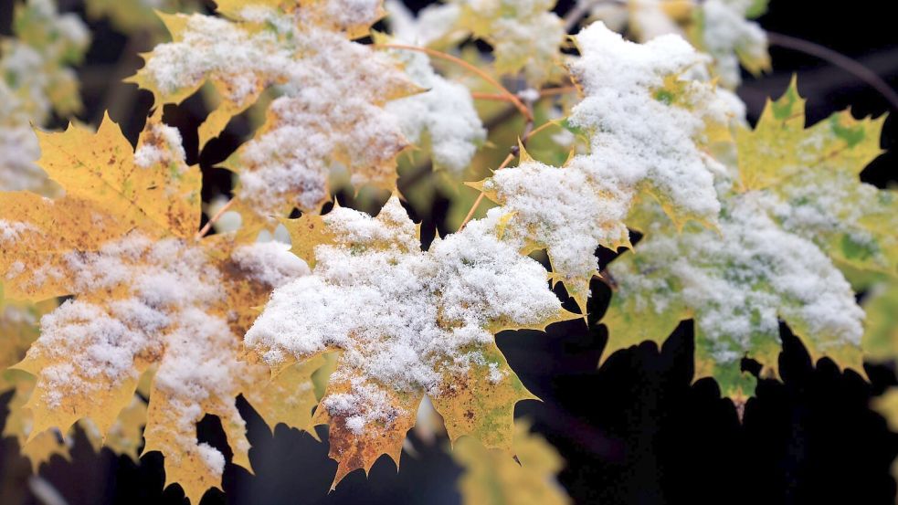 Nächste Woche zeigt sich der Frühwinter. Foto: Karl-Josef Hildenbrand/dpa