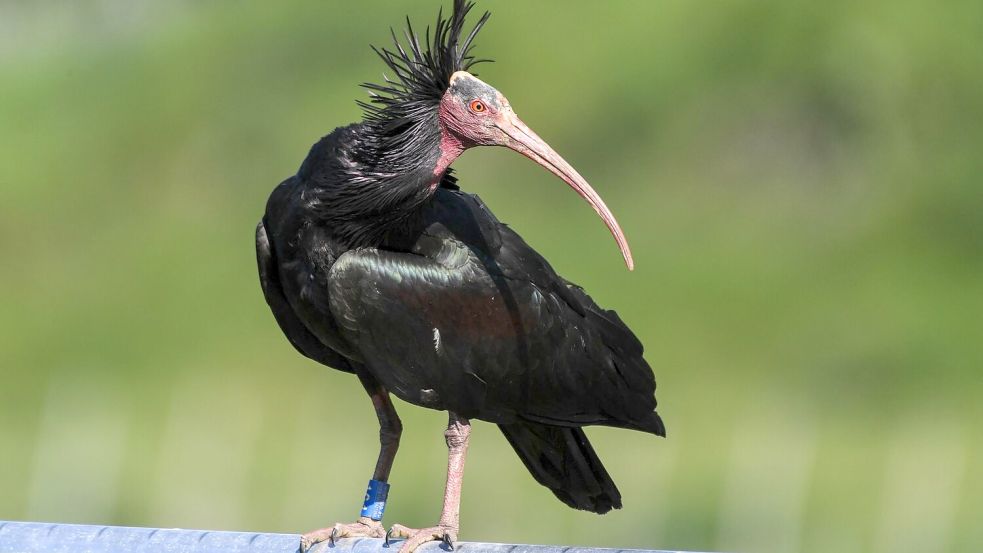 Der Waldrapp gilt laut Roter Liste der bedrohten Arten weltweit als stark gefährdet. (Archivbild) Foto: Felix Kästle/dpa