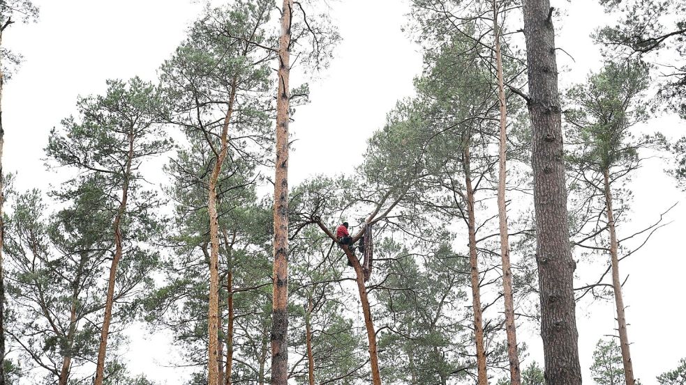 Ein Umweltaktivist ist in eine Baumkrone geklettert und will das von der Polizei aufgelöste Protestcamp nicht verlassen. Foto: Sebastian Christoph Gollnow/dpa