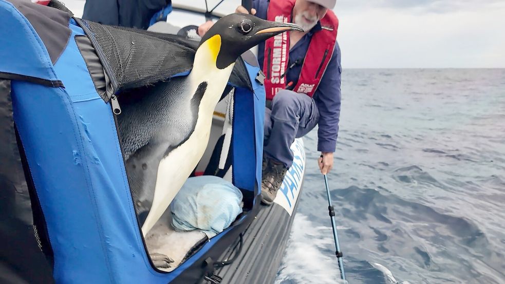 Der Kaiserpinguin ist zur Freude seiner Betreuer wieder in Freiheit (Handout). Foto: Miles Brotherson/Department of Biodiversity, Conservation and Attractions/AP