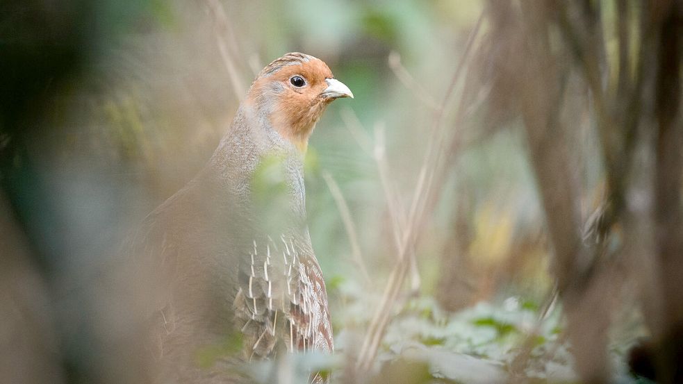 Ein Rebhuhn sitzt in einem Gehege des Zoologischen Gartens Wilhelma in Baden-Württemberg. Foto: Sina Schuldt/dpa