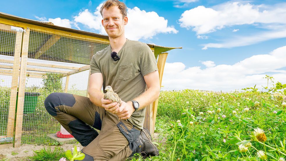 Kurz vor der Auswilderung - Frank Roeles, Leiter der LJN-Feldhuhnstation, setzt ein junges Rebhuhn in die Auswilderungs-Voliere bei Neuharlingersiel. Foto: Kapuhs/LJN