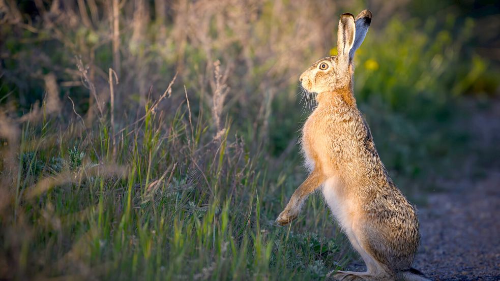 Neugierig beobachtet ein Feldhase seine Umgebung. Derzeit sind es die Jäger, die die Feldhasen wegen der tödlichen Viruserkrankung mit besonderer Aufmerksamkeit im Blick behalten. Foto: DPA/Patrick Pleul