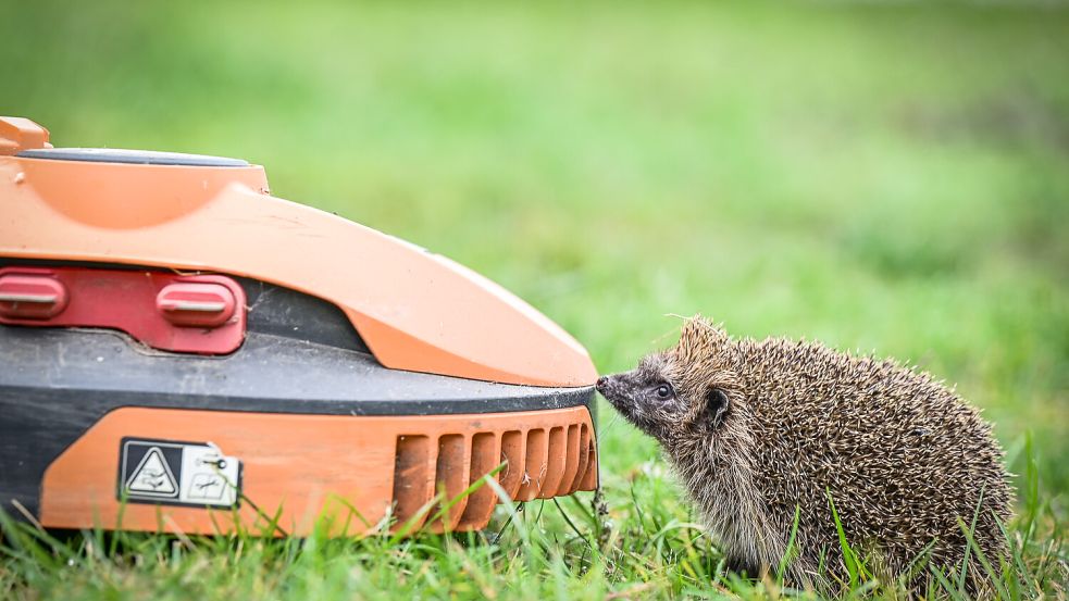 Das beantragte Nachtfahrverbot für Mähroboter, mit dem man Igel schützen wollte, sorgt im Auricher Kreistag für Diskussionen. Foto: IMAGO/Svenja Hanusch