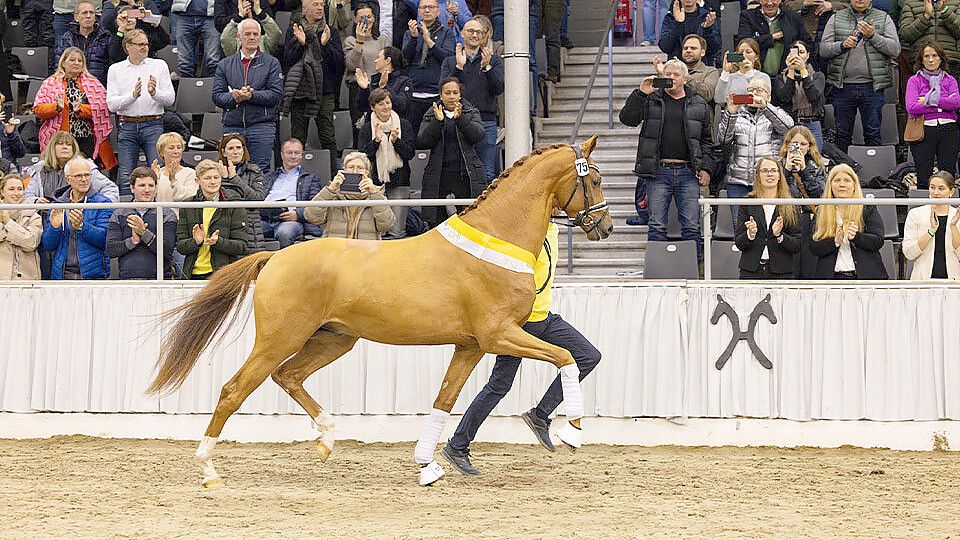 Das in Dänemark gezogene Zwei-Millionen-Pferd der Hannoveraner Körung ging über die Auktion in sein Heimatland zurück. Foto: Hannoveraner Verband